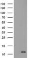 S100 Calcium Binding Protein A12 antibody, NBP2-03681, Novus Biologicals, Western Blot image 