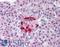 Glucagon antibody, LS-B1920, Lifespan Biosciences, Immunohistochemistry paraffin image 