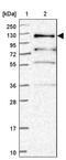 Pleckstrin Homology And RhoGEF Domain Containing G5 antibody, PA5-62010, Invitrogen Antibodies, Western Blot image 