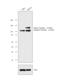 Nicastrin antibody, PA1-758, Invitrogen Antibodies, Western Blot image 