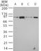 TLR12 antibody, TA337070, Origene, Western Blot image 