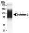 Sulfatase 2 antibody, NBP1-36727, Novus Biologicals, Western Blot image 
