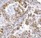 Cytochrome C Oxidase Subunit 6B1 antibody, A10285-2, Boster Biological Technology, Immunohistochemistry paraffin image 