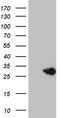 Mediator Complex Subunit 28 antibody, TA810134, Origene, Western Blot image 