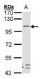 Leucine Rich Repeat Containing G Protein-Coupled Receptor 4 antibody, PA5-27177, Invitrogen Antibodies, Western Blot image 