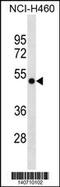 GTP Binding Protein 3, Mitochondrial antibody, 60-598, ProSci, Western Blot image 