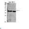 Complement C5a Receptor 1 antibody, LS-C813371, Lifespan Biosciences, Western Blot image 