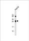 Glutathione S-transferase omega-1 antibody, PA5-72365, Invitrogen Antibodies, Western Blot image 