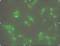 STEAP Family Member 1 antibody, orb88630, Biorbyt, Immunocytochemistry image 