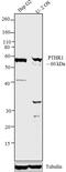 Parathyroid Hormone 1 Receptor antibody, GTX79394, GeneTex, Western Blot image 