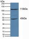 Kinesin Family Member 18A antibody, LS-C695561, Lifespan Biosciences, Western Blot image 