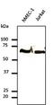 Tubulin Alpha 4a antibody, orb11635, Biorbyt, Western Blot image 
