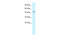 Elongin C antibody, 31-242, ProSci, Western Blot image 