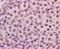 Nanog Homeobox antibody, orb11097, Biorbyt, Immunohistochemistry paraffin image 