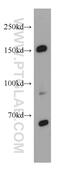 Transcription Elongation Regulator 1 antibody, 21858-1-AP, Proteintech Group, Western Blot image 