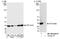 Eukaryotic Translation Initiation Factor 2 Subunit Alpha antibody, NB100-2249, Novus Biologicals, Western Blot image 