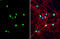 Neuropeptide Y antibody, GTX133138, GeneTex, Immunofluorescence image 