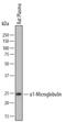 Alpha-1-Microglobulin/Bikunin Precursor antibody, AF7720, R&D Systems, Western Blot image 