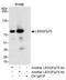 PC4 And SFRS1 Interacting Protein 1 antibody, NB110-40560, Novus Biologicals, Immunoprecipitation image 