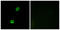 Myristoylated Alanine Rich Protein Kinase C Substrate antibody, LS-C118173, Lifespan Biosciences, Immunofluorescence image 