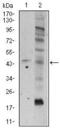 Frizzled Class Receptor 5 antibody, MA5-17080, Invitrogen Antibodies, Western Blot image 