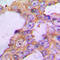 Cytochrome C Oxidase Subunit 5B antibody, LS-C354634, Lifespan Biosciences, Immunohistochemistry frozen image 