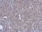 Bestrophin 1 antibody, PA5-28910, Invitrogen Antibodies, Immunohistochemistry paraffin image 