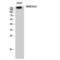 Glutamate Ionotropic Receptor NMDA Type Subunit 2D antibody, LS-C384924, Lifespan Biosciences, Western Blot image 