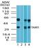 Trace Amine Associated Receptor 1 antibody, PA1-41477, Invitrogen Antibodies, Western Blot image 