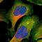 Alpha-PAK antibody, NBP1-85802, Novus Biologicals, Immunofluorescence image 