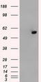 ATP Synthase F1 Subunit Beta antibody, LS-C114908, Lifespan Biosciences, Western Blot image 