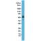 Paxillin antibody, M01033-1, Boster Biological Technology, Western Blot image 