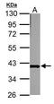 Cellular Communication Network Factor 2 antibody, PA5-32193, Invitrogen Antibodies, Western Blot image 