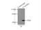 CCZ1 Homolog, Vacuolar Protein Trafficking And Biogenesis Associated antibody, 22159-1-AP, Proteintech Group, Immunoprecipitation image 