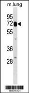 Galectin 3 Binding Protein antibody, 60-709, ProSci, Western Blot image 