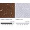 Syntaxin Binding Protein 1 antibody, NBP1-83138, Novus Biologicals, Immunohistochemistry paraffin image 