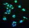 Isocitrate Dehydrogenase (NADP(+)) 1, Cytosolic antibody, M00129-1, Boster Biological Technology, Immunofluorescence image 