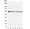 Coactivator Associated Arginine Methyltransferase 1 antibody, R31387, NSJ Bioreagents, Western Blot image 