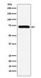 Coagulation Factor X antibody, M00641-1, Boster Biological Technology, Western Blot image 