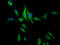 Platelet Endothelial Aggregation Receptor 1 antibody, CSB-PA017765LA01HU, Cusabio, Immunofluorescence image 