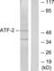 Activating Transcription Factor 2 antibody, LS-C118050, Lifespan Biosciences, Western Blot image 