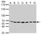 Stress Induced Phosphoprotein 1 antibody, LS-C185520, Lifespan Biosciences, Western Blot image 