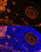 CCCTC-Binding Factor antibody, 14-881, ProSci, Immunoprecipitation image 