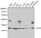 Glutamate-Cysteine Ligase Modifier Subunit antibody, LS-C749003, Lifespan Biosciences, Western Blot image 