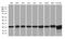 Proteasome Subunit Alpha 7 antibody, MA5-27286, Invitrogen Antibodies, Western Blot image 