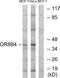 Olfactory Receptor Family 8 Subfamily B Member 4 (Gene/Pseudogene) antibody, GTX87163, GeneTex, Western Blot image 