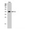 Mitochondrial Ribosomal Protein S35 antibody, LS-C384665, Lifespan Biosciences, Western Blot image 