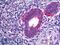 TOR Signaling Pathway Regulator antibody, 42-500, ProSci, Western Blot image 