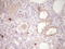 COX2 antibody, LS-C339529, Lifespan Biosciences, Immunohistochemistry frozen image 