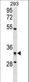 Ribosome Production Factor 2 Homolog antibody, LS-C158885, Lifespan Biosciences, Western Blot image 